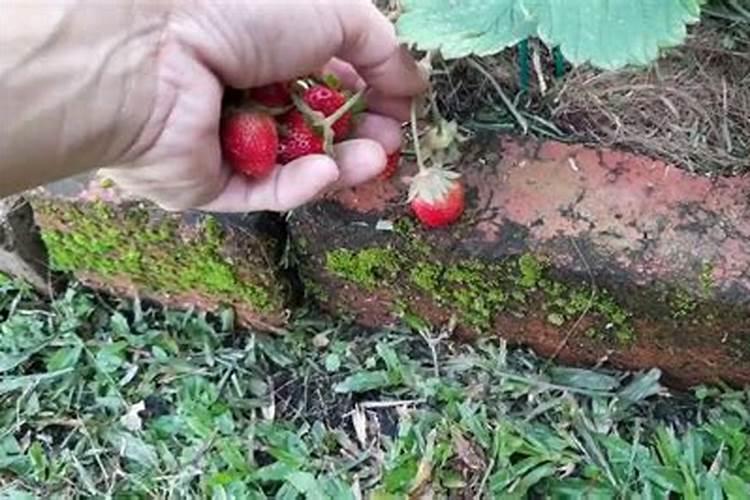 多肉缓释肥和控释肥有什么区别？