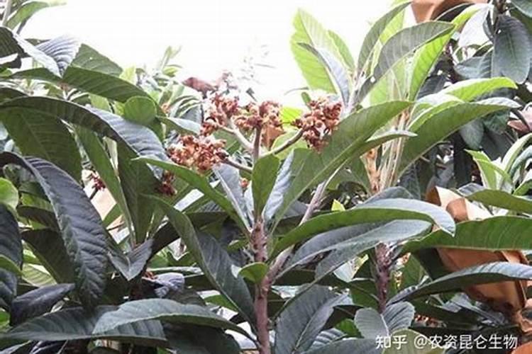 枇杷的肥力管理和田间管理及施用叶面肥的要点