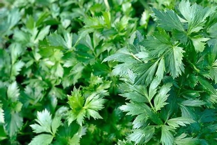 用钙镁磷肥种芹菜的好处