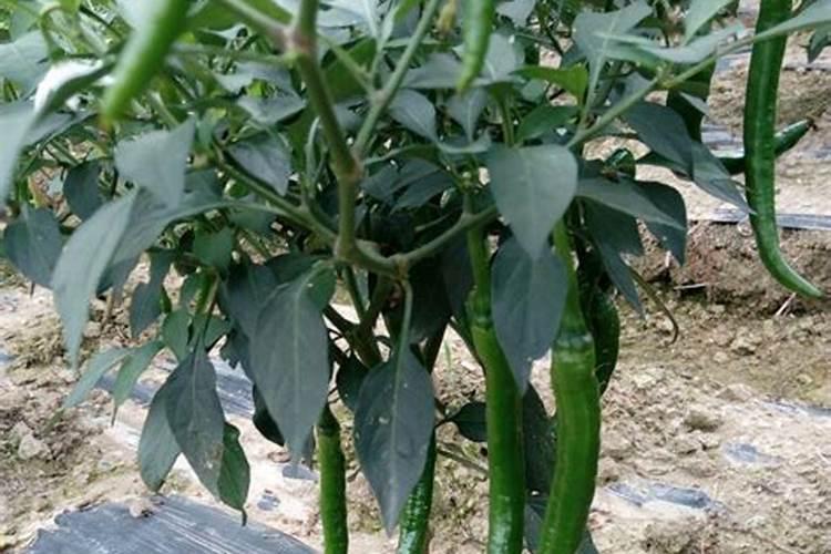 辣椒喷什么叶面肥结果多？辣椒膨大期是什么时候？用什么肥料长势好？