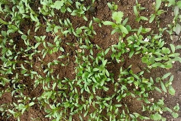 香菜多久可以施肥