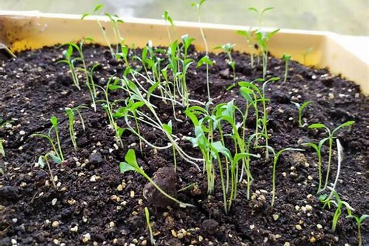 香菜出苗后怎么养护