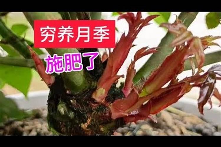 枣树上使用哪些叶面肥料效果比较好？