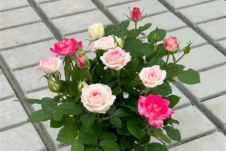 番茄开花阶段使用什么叶面肥效果好？