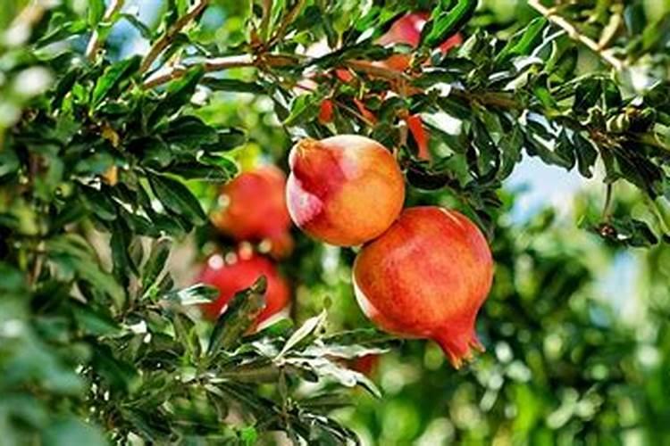 种植高产的软籽石榴方法 石榴怎么施肥