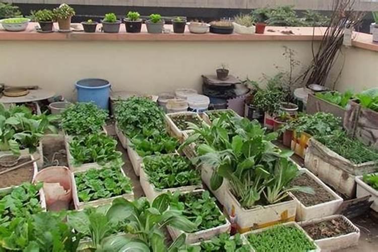 给韭菜施肥用什么牌子的有机肥最好