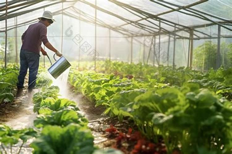 种菜多久施一次肥 种植多长时间需要施肥