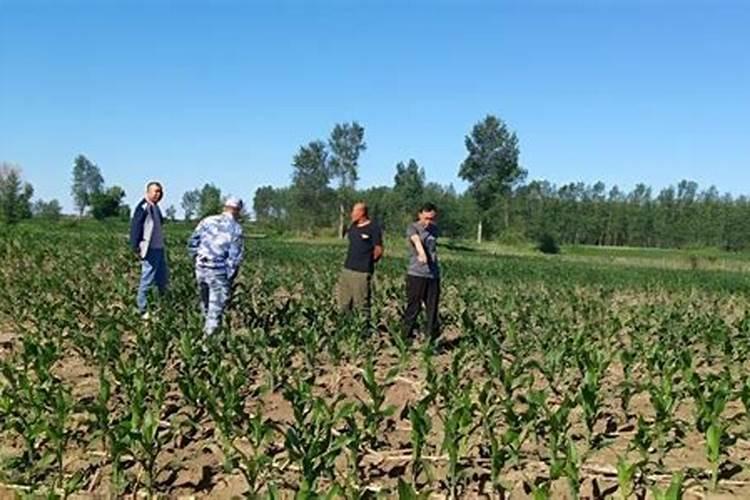 氮钾追肥玉米地用量