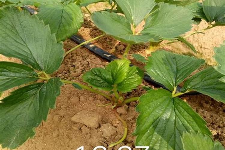 草莓各个时期的施肥方案,什么时候冲高磷肥
