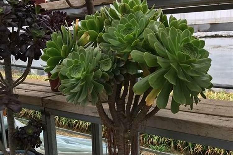 豆角长得太慢需要施什么肥