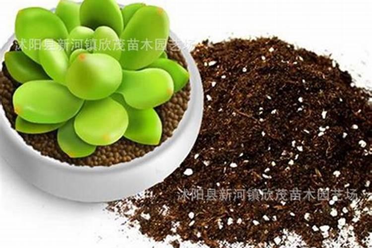 豆角想要高产怎么施肥 诀窍有哪些