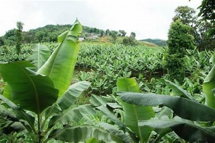 硝基肥安全吗？