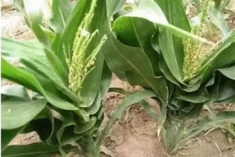 赤.吲乙.芸苔能治玉米粗缩病吗