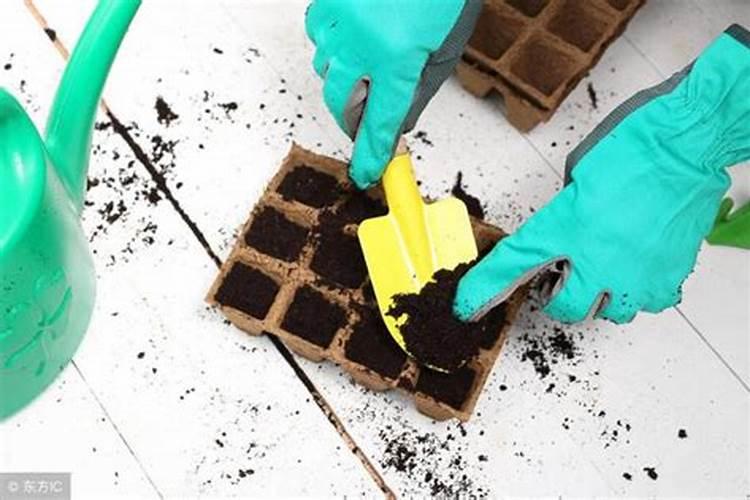 太阳花扦插后多长时间可以施肥