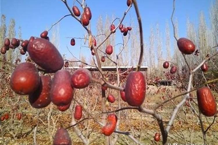红枣对抗高温使用什么肥料
