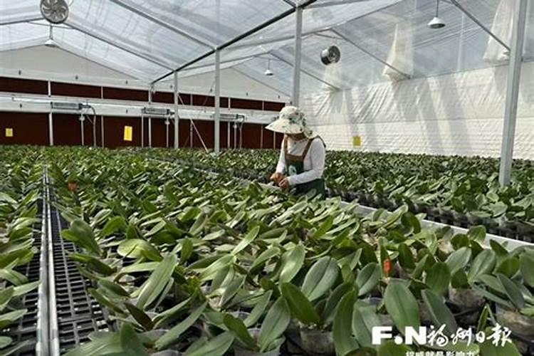 兰草花的种植需要什么肥料 种植兰草花用哪些肥料好