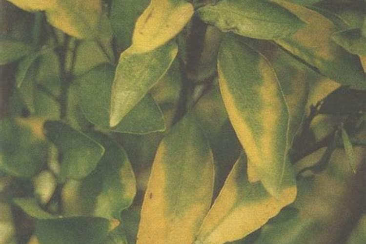 钾钙镁水溶肥的作用