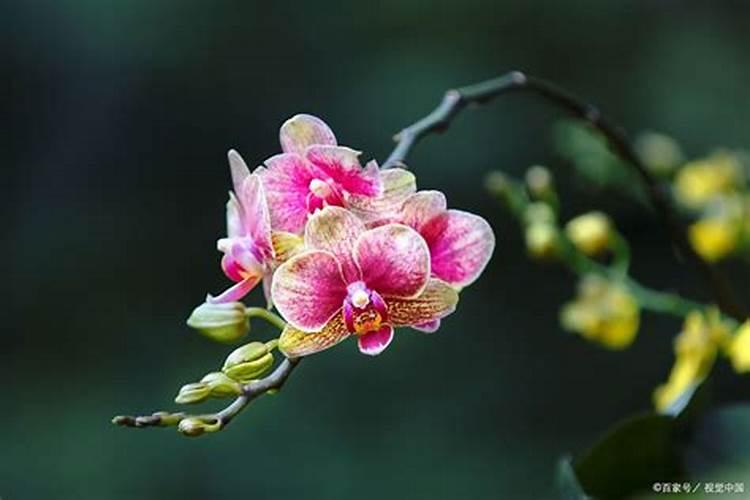 蝴蝶兰开花前施什么肥