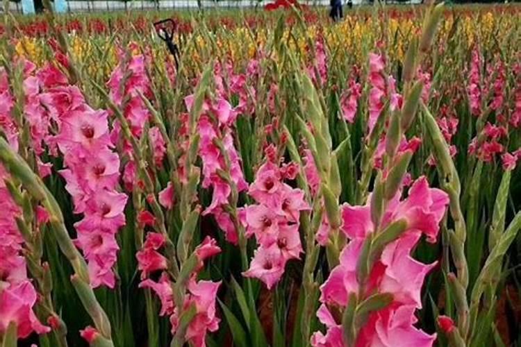 剑兰叶子发黄怎么原因