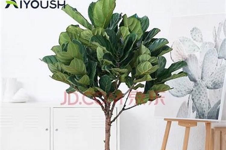 琴叶榕怎么施肥