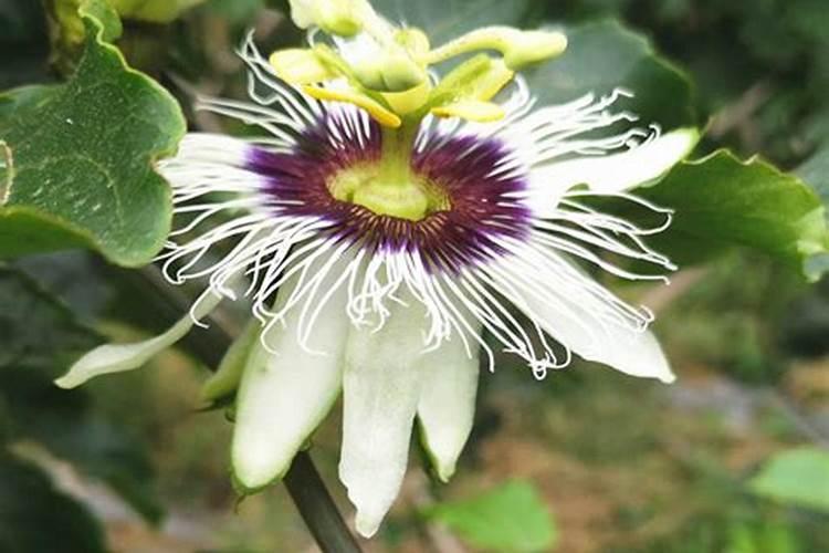 百香果的皮怎样做花肥