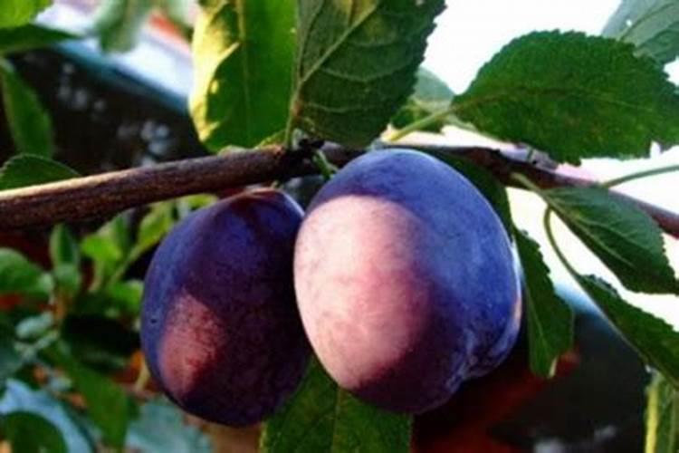 李子树施肥的正确方法