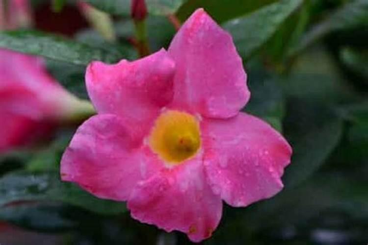 飘香藤长太长怎么办