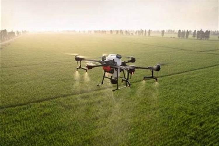 郎糯红19号高粱灌桨使用技巧和注意事项详解