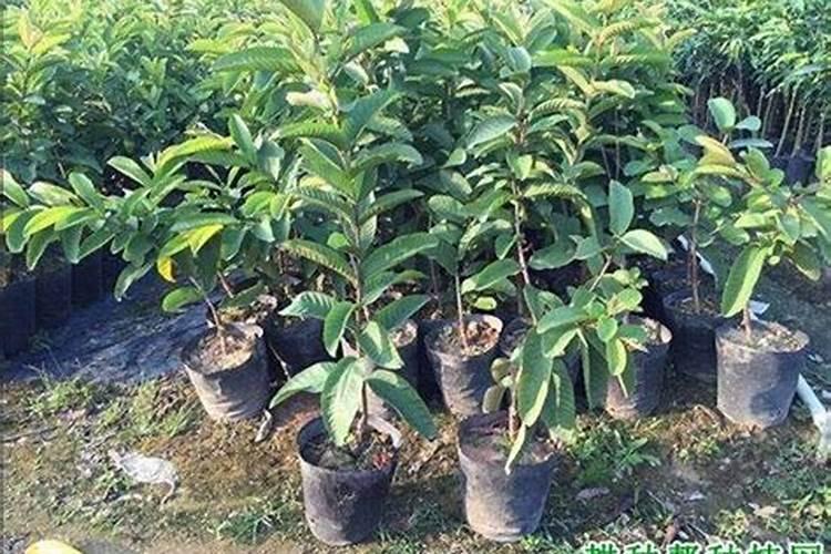 番石榴施什么肥更甜爽想要番石榴甜爽要施什么肥