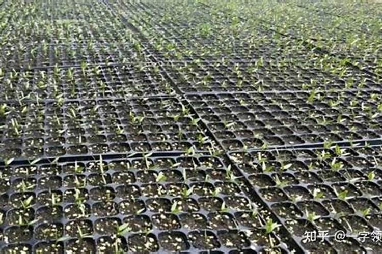 番茄上什么肥料产量高？番茄用什么叶面肥效果好？膨大素什么时间打？