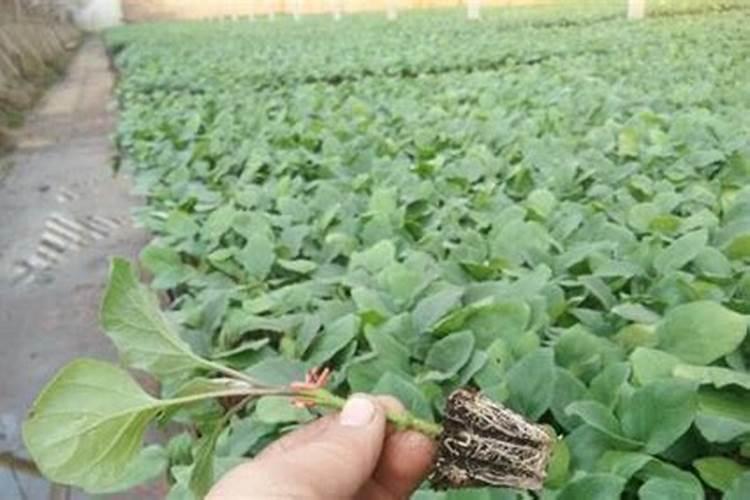 冲施肥的使用方法