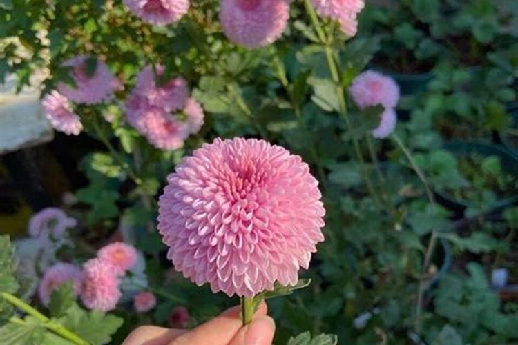 毛豆喜欢什么肥料