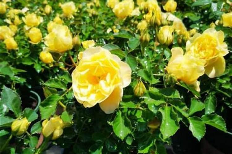 月季买回来种下多久才能施肥