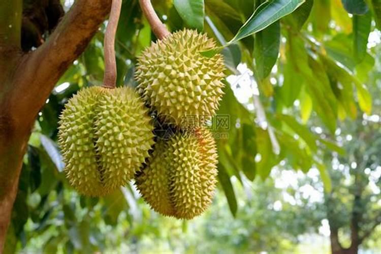 榴莲树怎么种植
