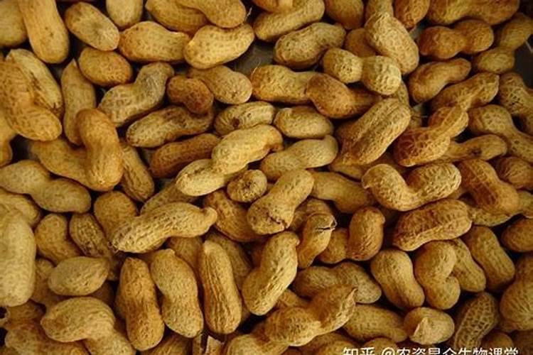 月季施什么肥开花最好