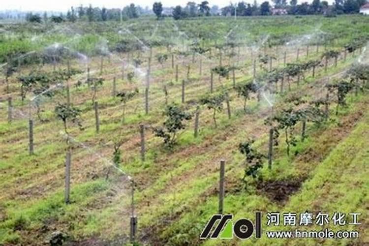 大量元素水溶肥怎么施用