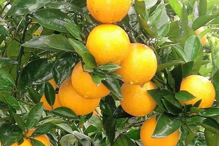 永兴冰糖橙,如何进行有效的增甜？