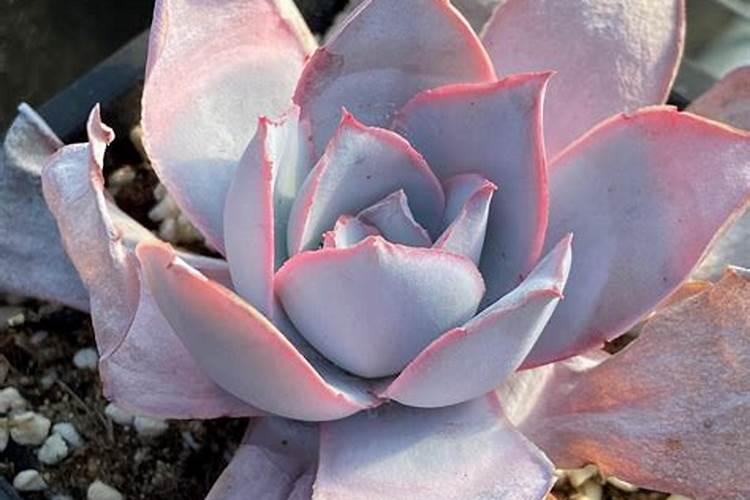 多肉施肥怎么施 多肉施肥的方法