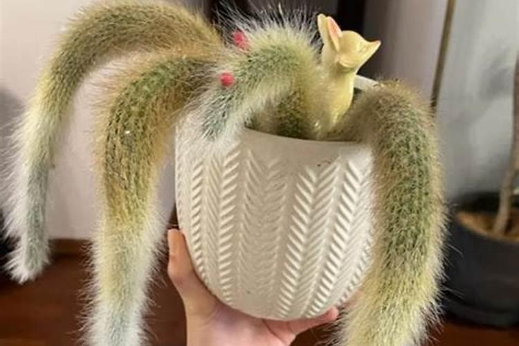 九尾狐多肉的养殖方法和注意事项