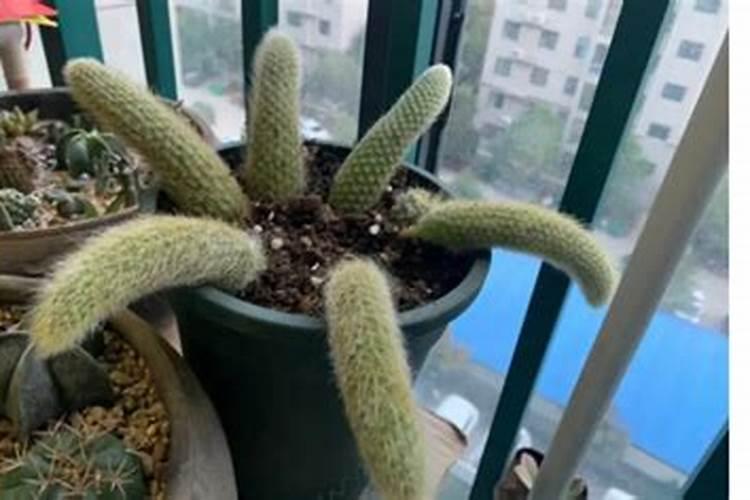 九尾狐多肉的养殖方法和注意事项)