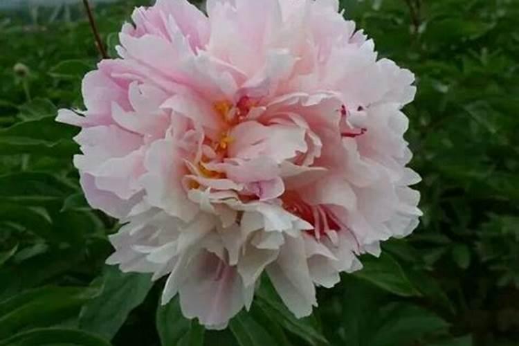 芍药花什么时候施肥