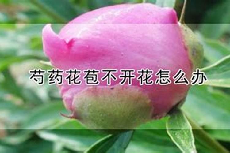 芍药施肥时间和方法