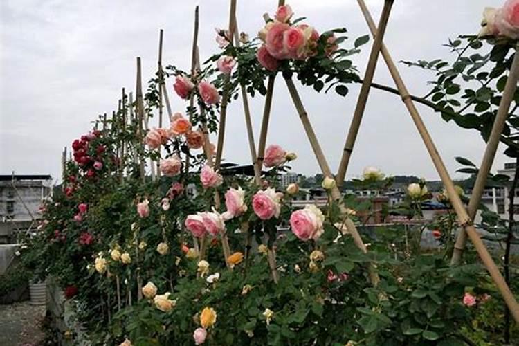 豆角可以施氯化钾吗