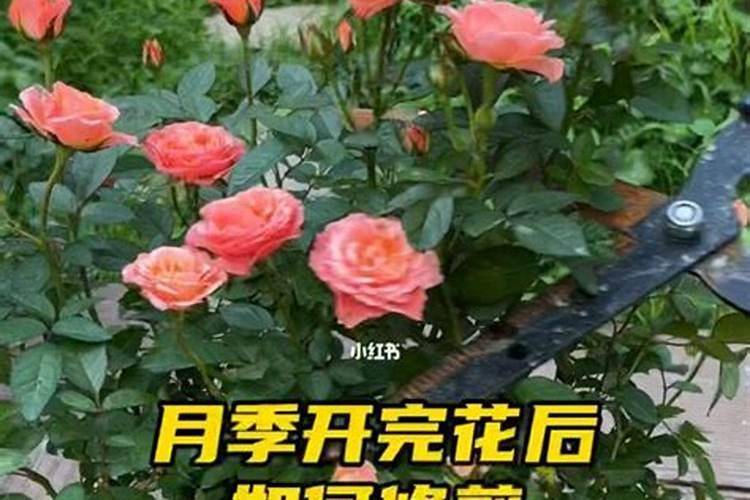 月季花施肥需要注意什么