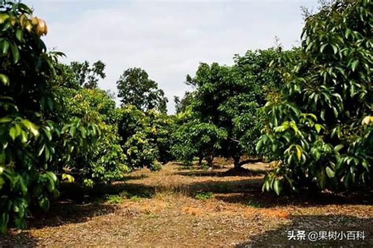 广东荔枝施肥方法