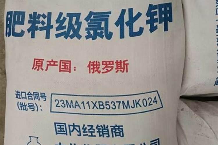 金刺梨可以在家里种吗