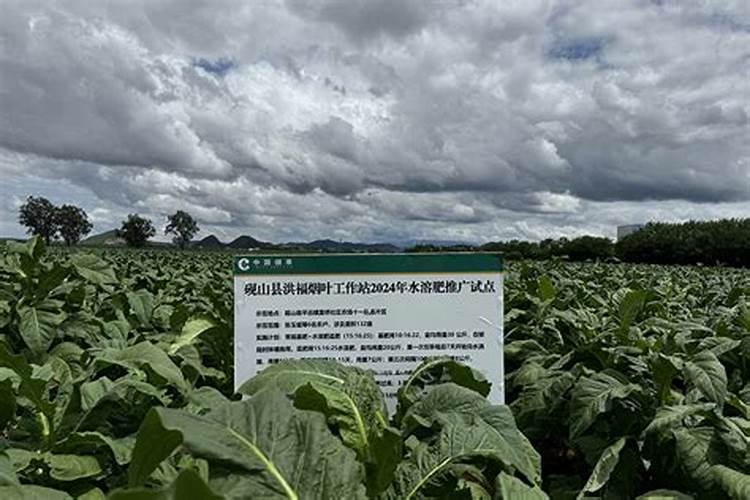 烟草花叶病用什么药