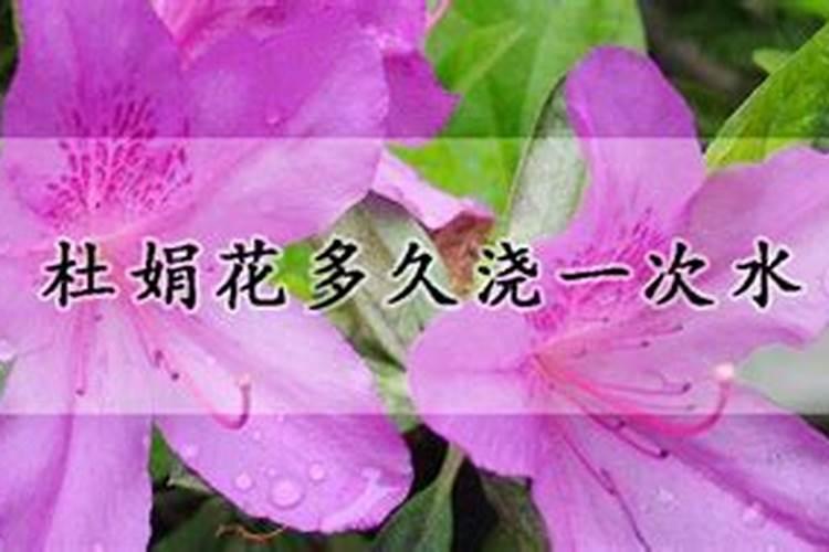 杜鹃花怎么施肥