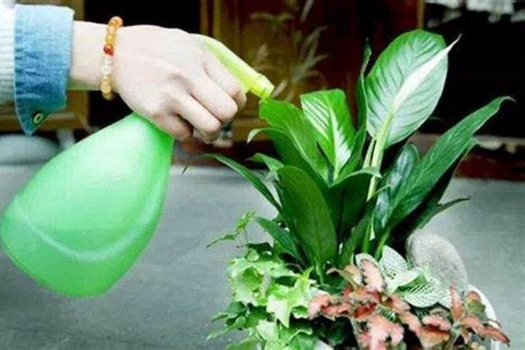 牡丹花在北方怎么过冬