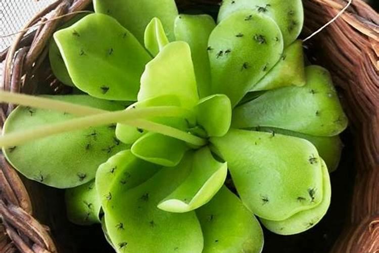 多肉喝点啤酒,各个都长得土肥圆不招虫